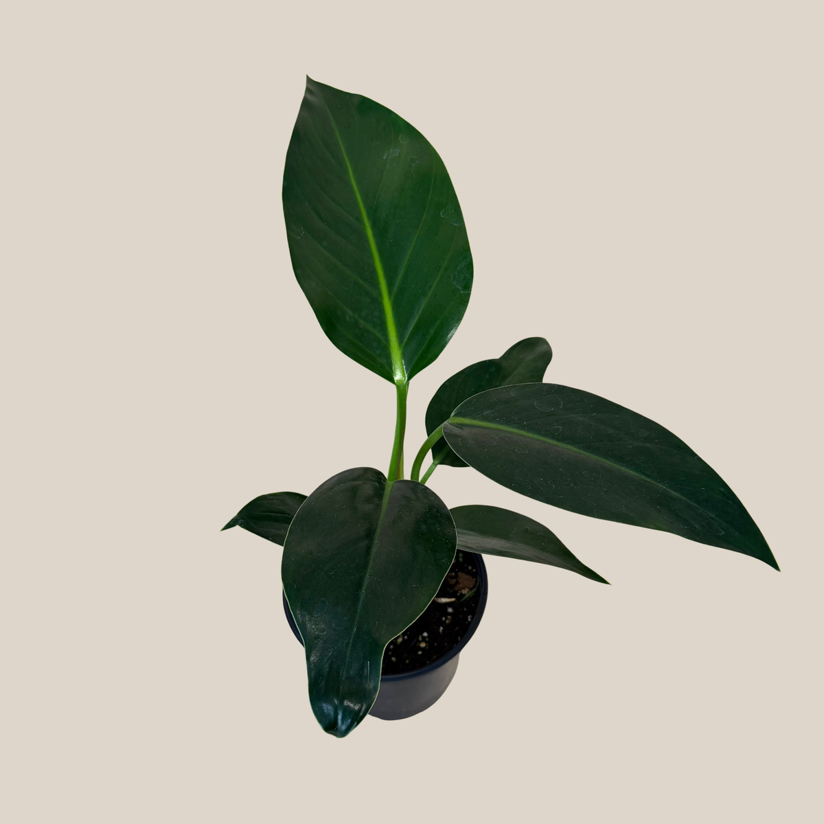 Philodendron Green Congo (Philodendron Tatei 'Congo) - 6 Inch Indoor Houseplant -Ship Only