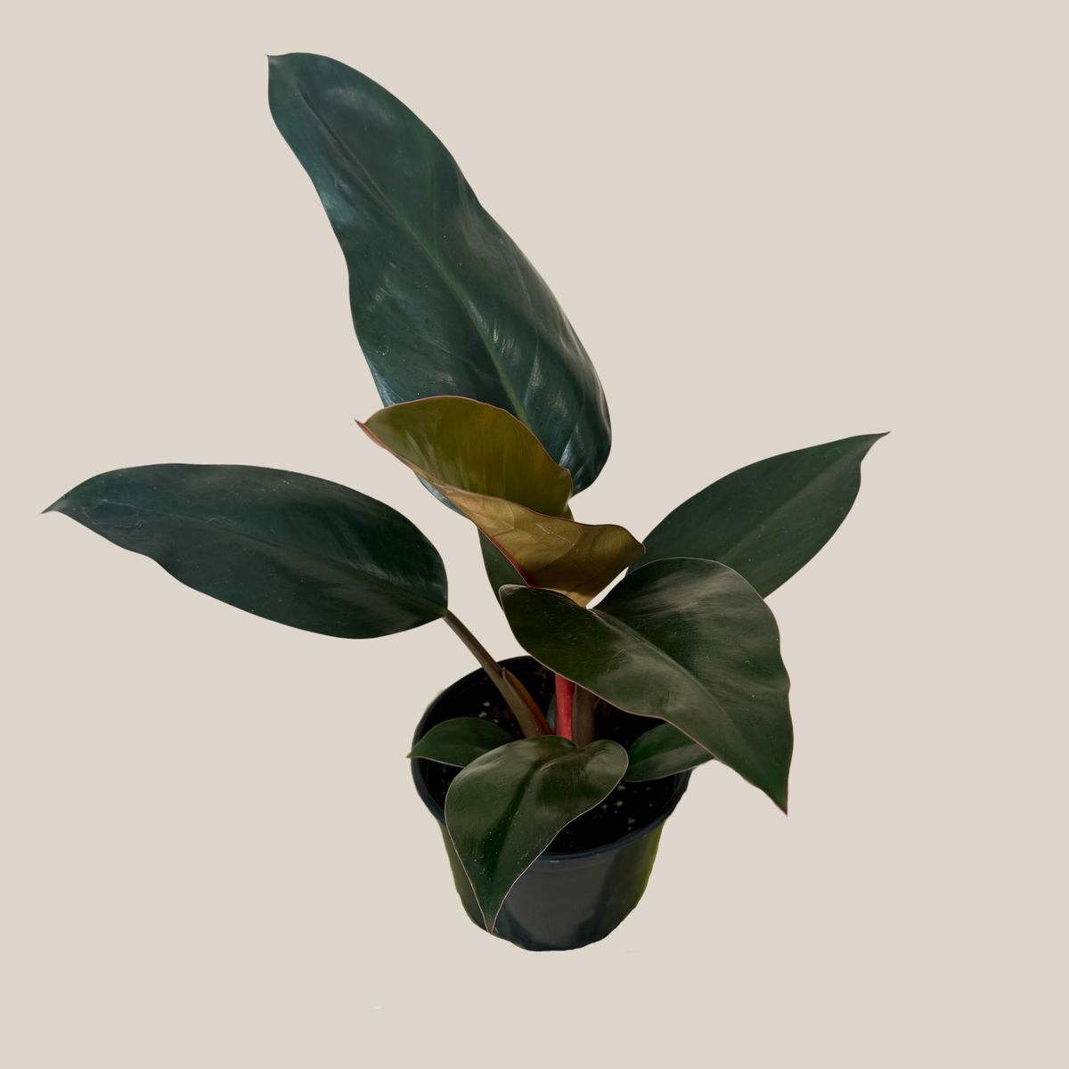 Philodendron Rojo Congo (Philodendron Tatei 'Congo Rojo) - 6 Inch Indoor Houseplant -Ship Only