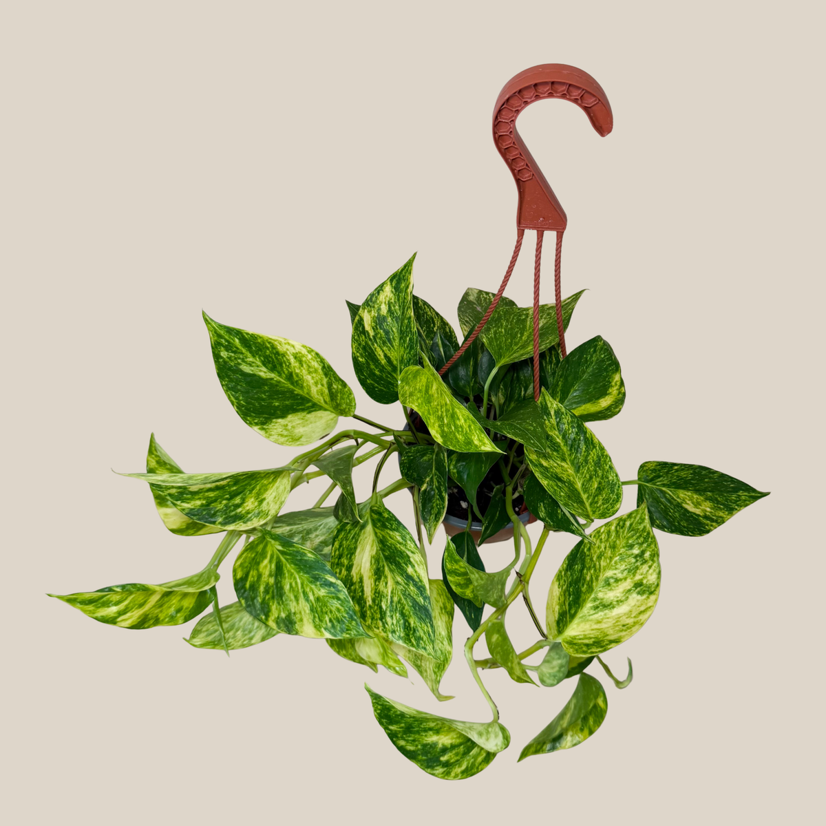 Pothos Hawaiian Hanging Basket (Epipremnum Aureum 'Hawaiian') - 6 Inch Indoor Houseplant -Ship Only
