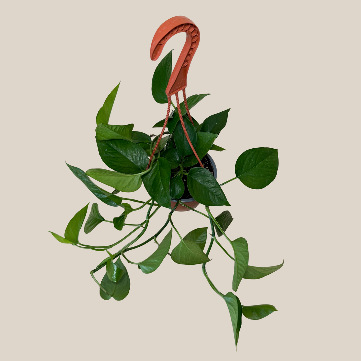 Pothos Jade Hanging Basket (Epipremnum Aureum 'Jade') - 6 Inch Indoor Houseplant -Ship Only