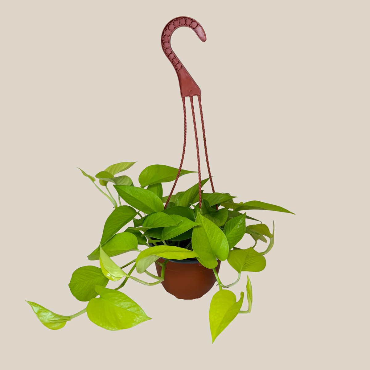 Pothos Neon Hanging Basket (Epipremnum Aureum 'Neon') - 6 Inch Indoor Houseplant -Ship Only