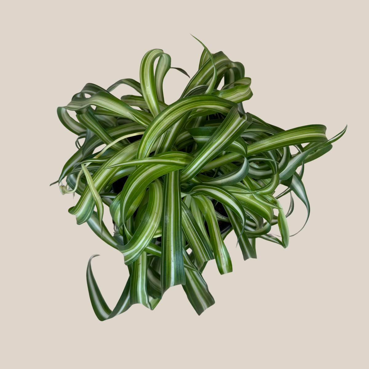 Spider Curly (Chlorophytum Comosum 'Bonnie') - 6 Inch Indoor Houseplant -Ship Only
