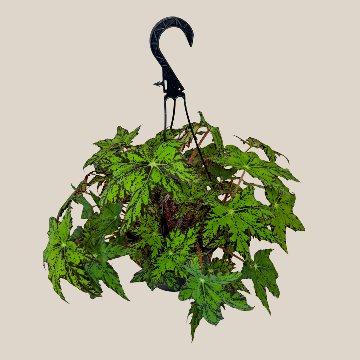 Begonia Geometry Hanging Basket (Begonia Rex-Cultorum 'Geometry') - 8 Inch Indoor Houseplant -Ship Only