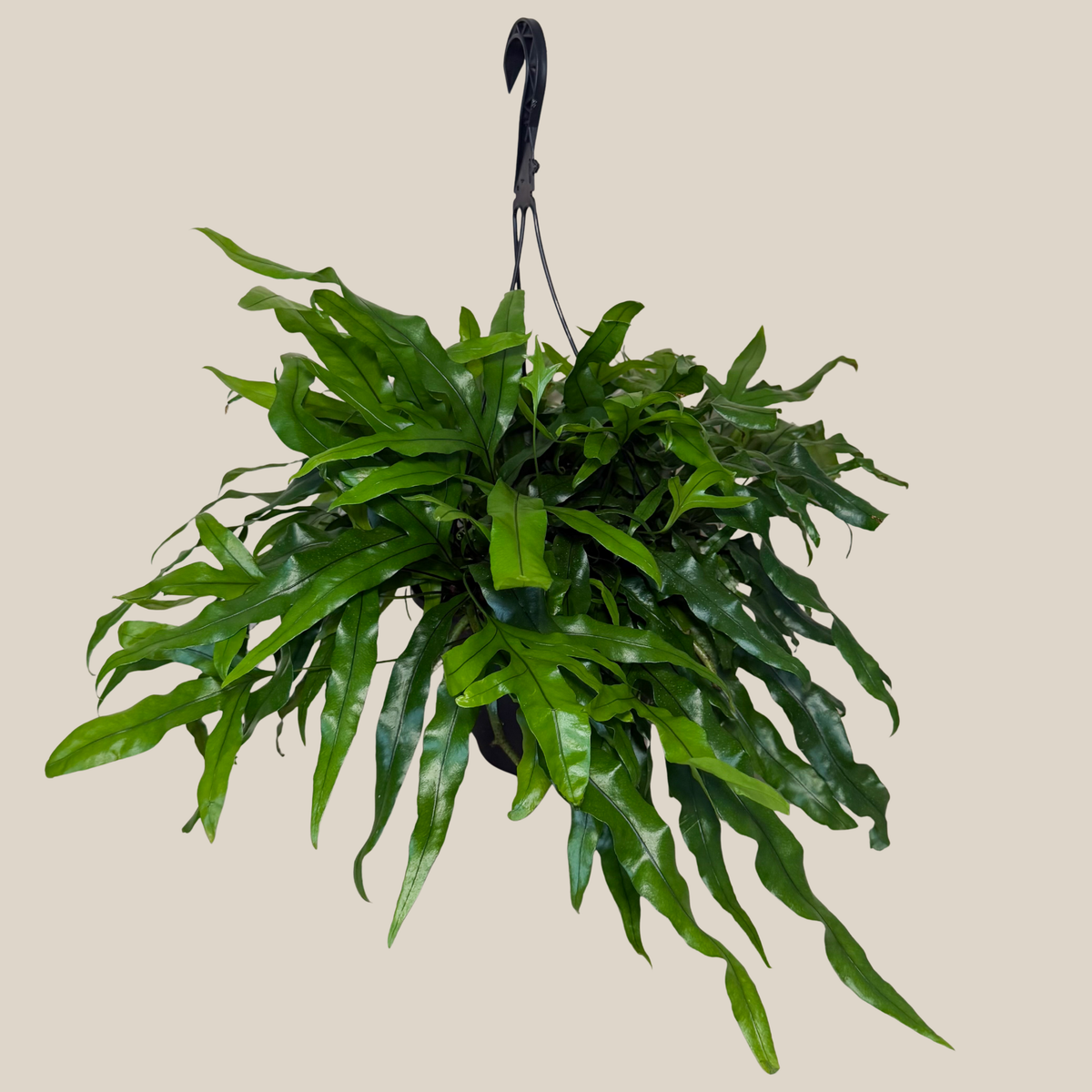 Kangaroo Paw Footed Fern Hanging Basket (Microsorum Diversifolium) - 8 Inch Indoor Houseplant -Ship Only
