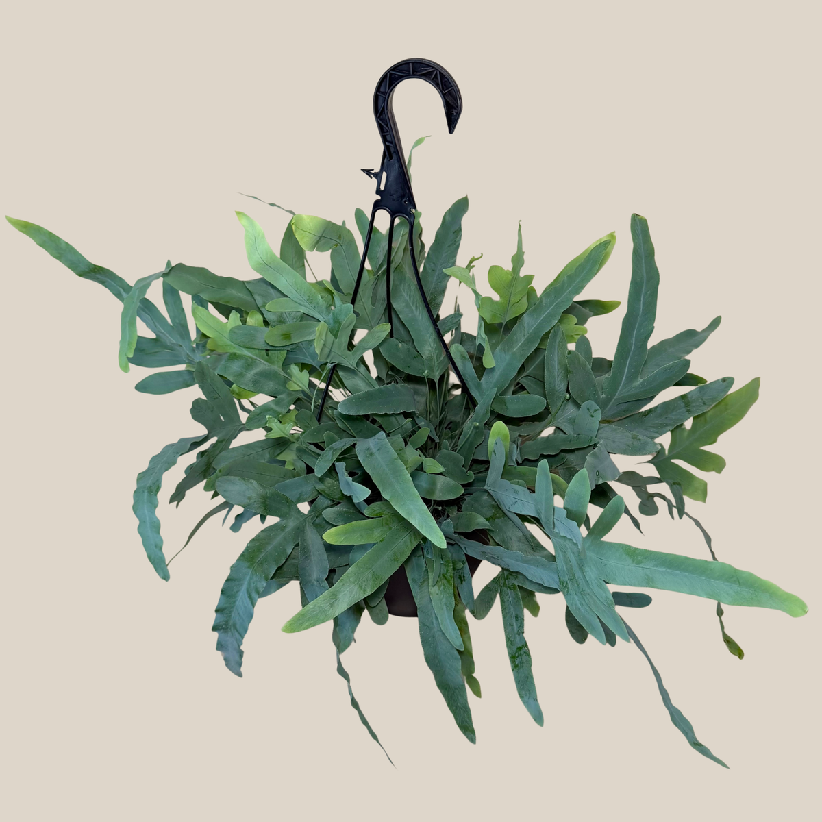 Blue Star Footed Fern Hanging Basket (Phlebodium Aureum) - 8 Inch Indoor Houseplant -Ship Only