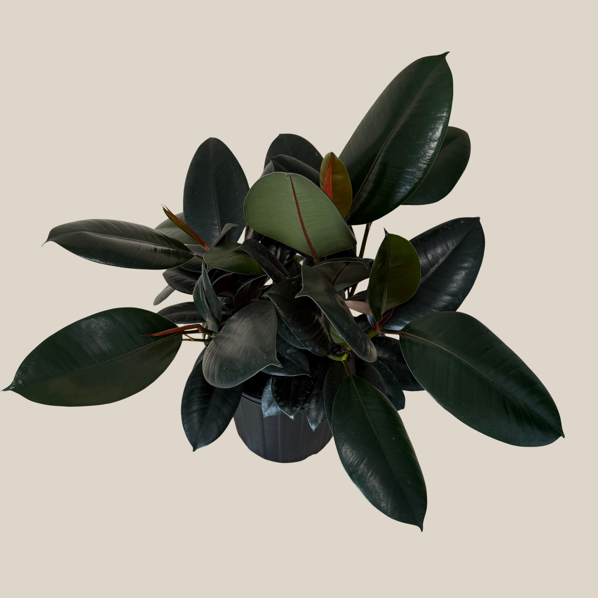 Burgundy Rubber Plant (Ficus Elastica 'Burgundy') - 8 Inch Indoor Houseplant -Ship Only