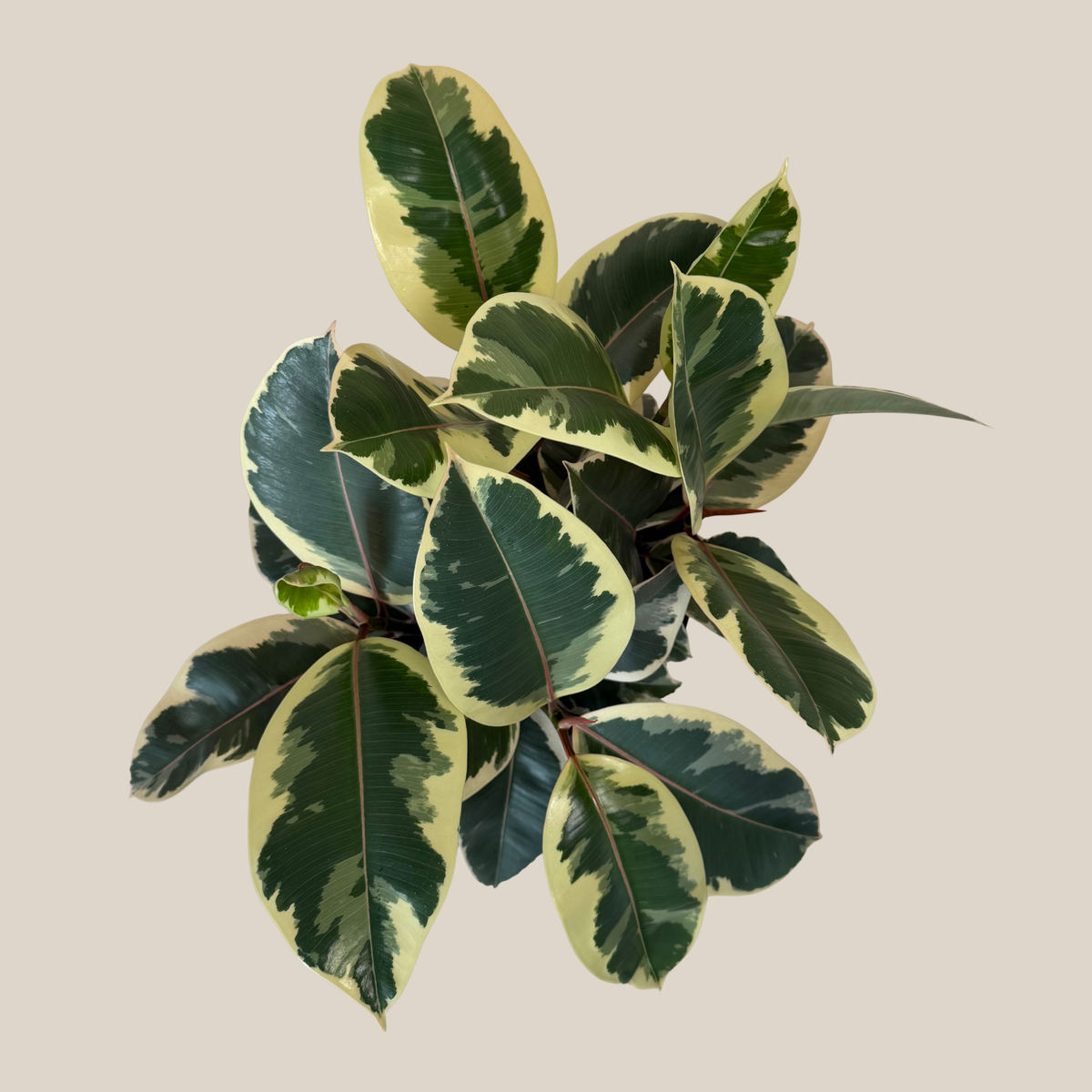 Variegated Rubber Tree (Ficus Elastica 'Tineke') - 8 Inch Indoor Houseplant -Ship Only