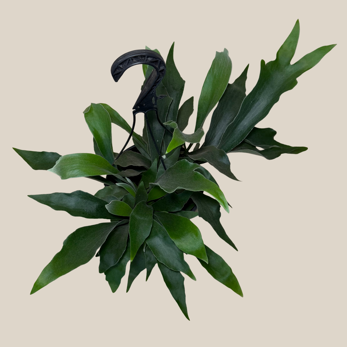 Staghorn Netherlands Fern Hanging Basket (Platycerium Bifurcatum 'Netherlands') - 8 Inch Indoor Houseplant -Ship Only