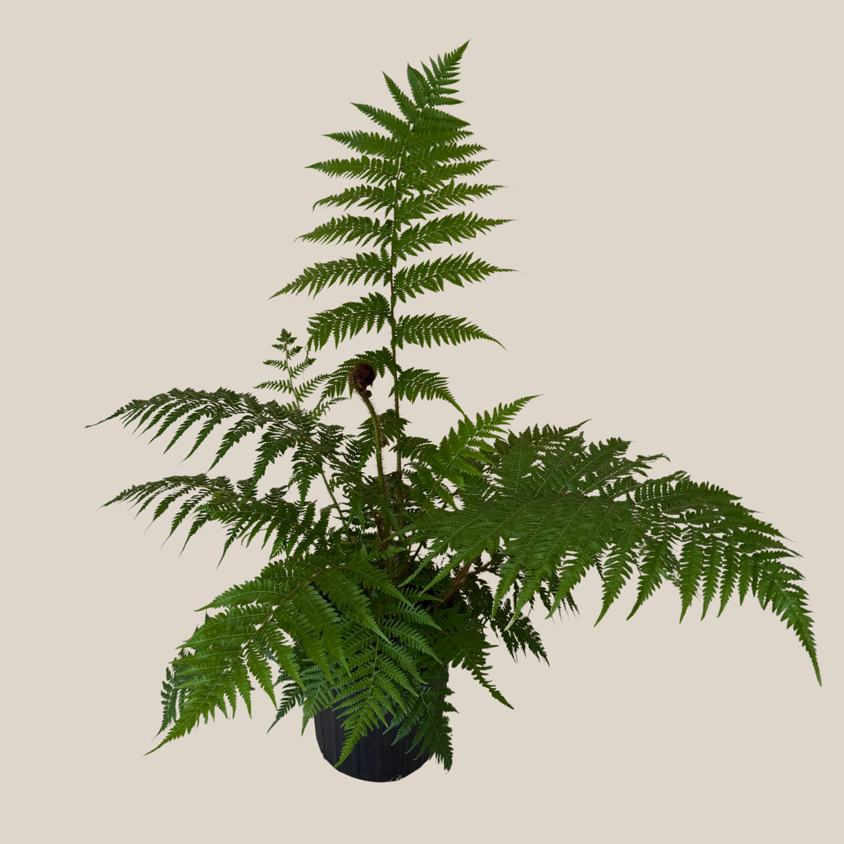 Australian Tree Fern (Cyathea Cooperi) - 8 Inch Indoor Houseplant -Ship Only