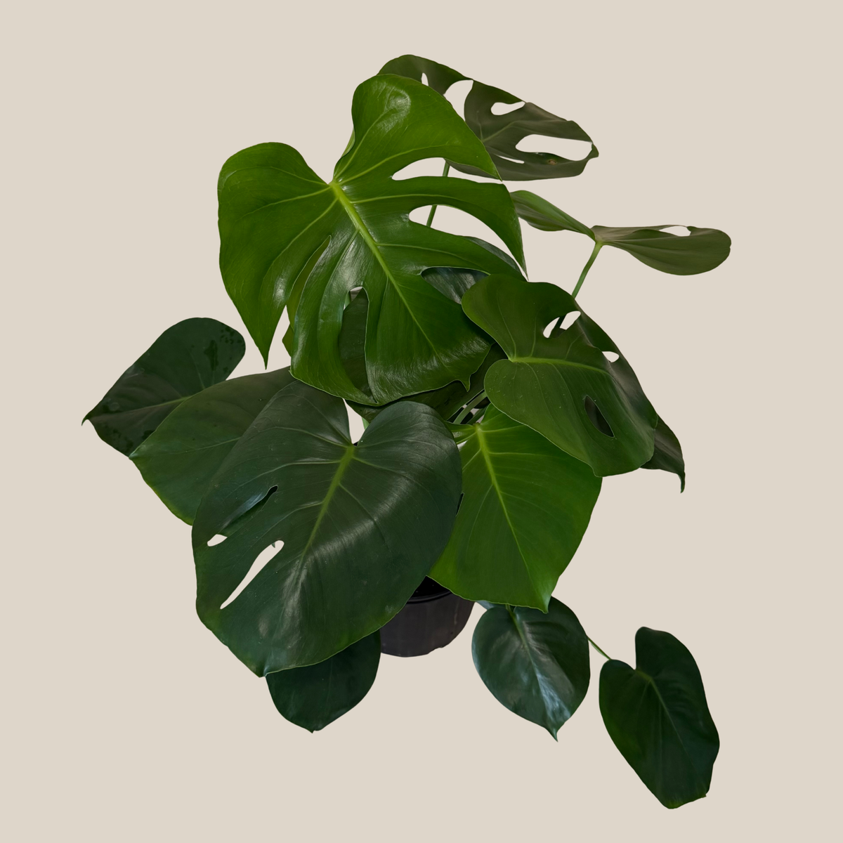 Monstera Deliciosa - 8 Inch Indoor Houseplant -Ship Only