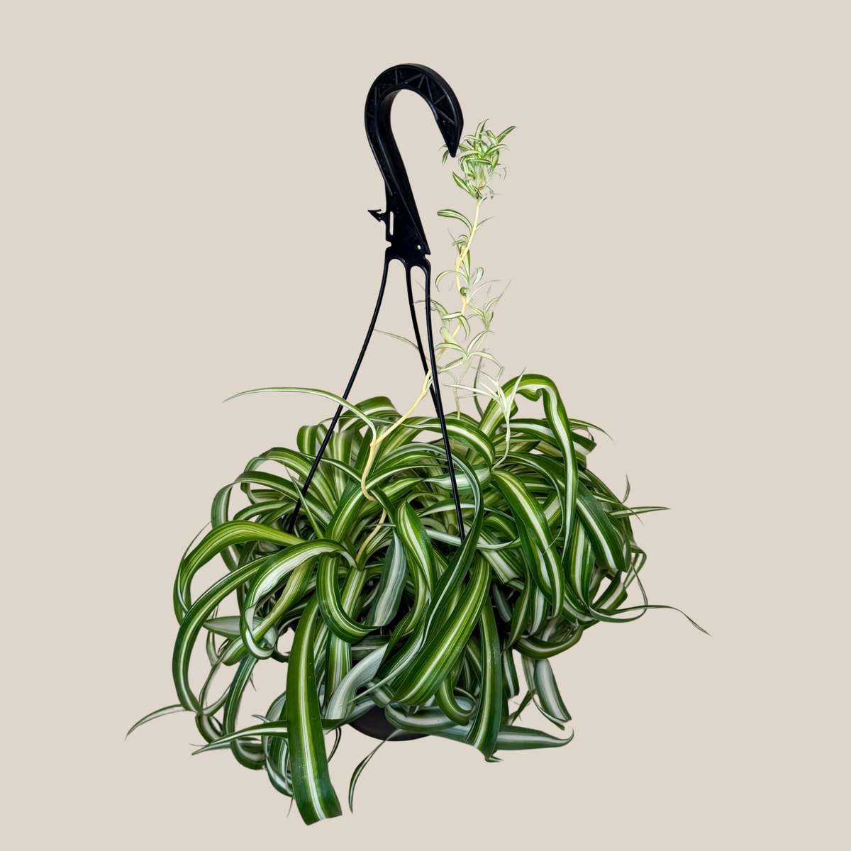 Spider Curly Hanging Basket (Chlorophytum Comosum 'Bonnie') - 8 Inch Indoor Houseplant -Ship Only