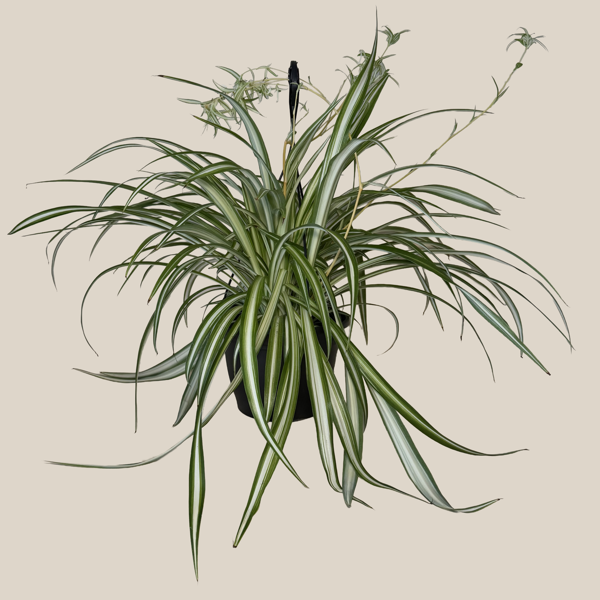 Spider Variegated Hanging Basket (Chlorophytum Comosum 'Vittatum') - 8 Inch Indoor Houseplant -Ship Only