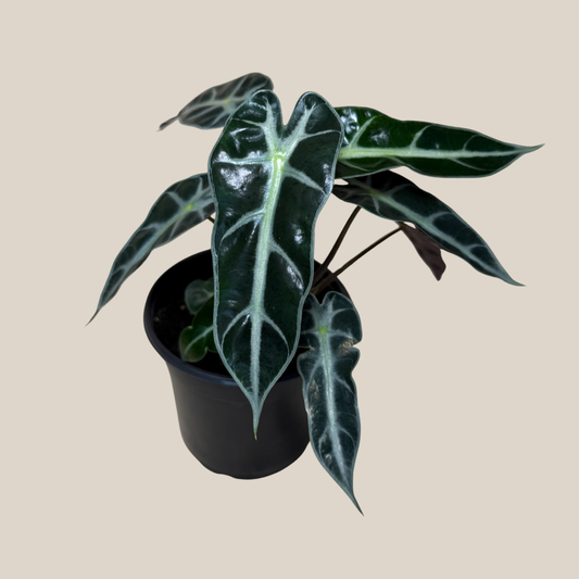 Alocasia Bambino (Alocasia Amazonica 'Bambino') - 4 Inch Indoor Houseplant -Ship Only