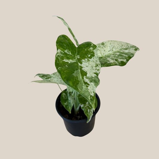 Alocasia Blizzard (Alocasia Odora 'Batik Blizzard') - 4 Inch Indoor Houseplant -Ship Only