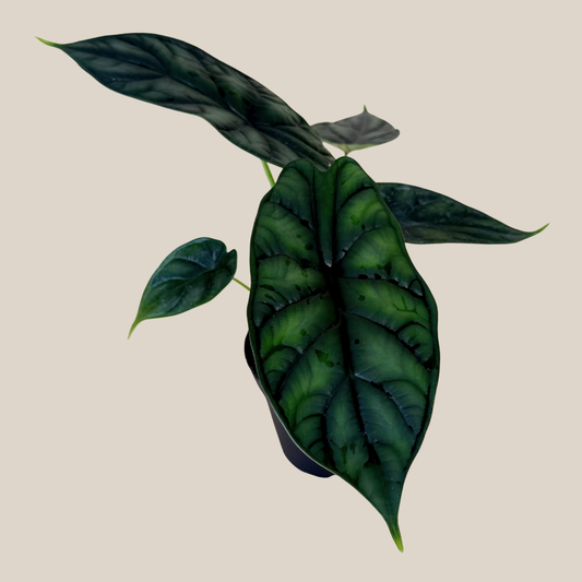 Alocasia Dragon Scale (Alocasia Baginda 'Dragon Scale') - 4 Inch Indoor Houseplant -Ship Only