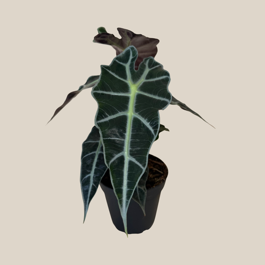 Alocasia Polly (Alocasia x Amazonica 'Polly') - 4 Inch Indoor Houseplant -Ship Only