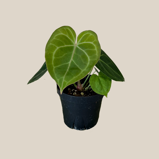 Anthurium Clarinervium Hybrid - 4 Inch Indoor Houseplant -Ship Only