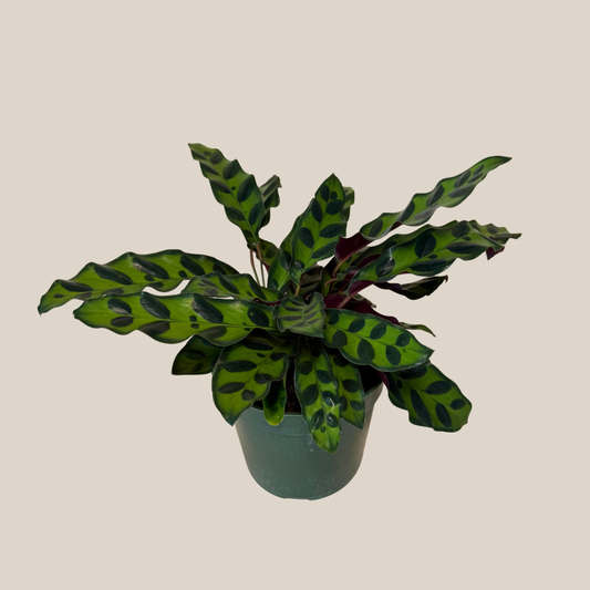 Calathea Rattlesnake (Calathea Lancifolia Goeppertia Insignis) - 4 Inch Indoor Houseplant -Ship Only
