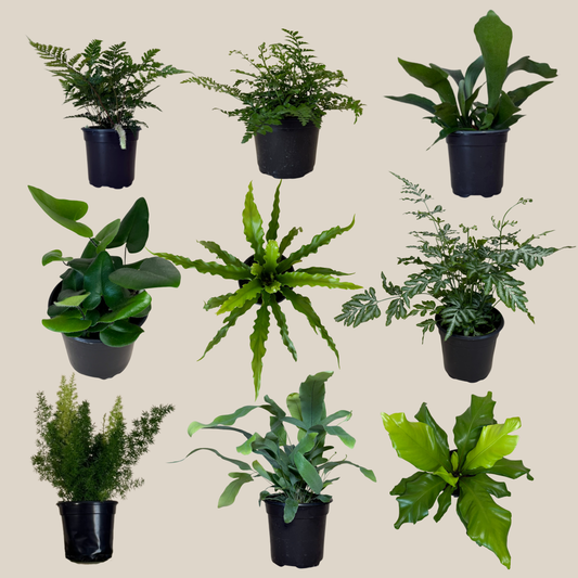 Mystery Ferns 2 Pack - 4 Inch Indoor Houseplants -Ship Only