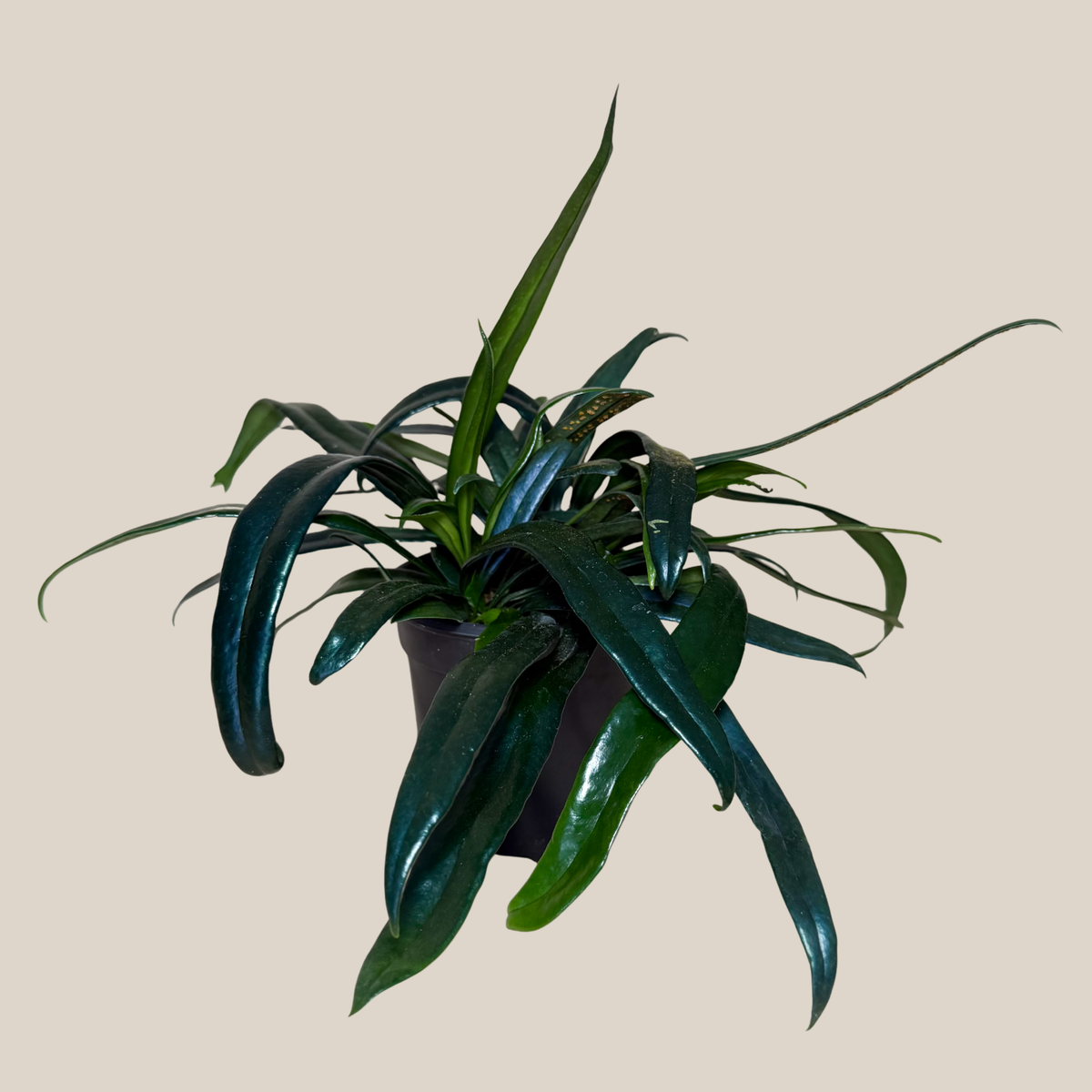 Blue Oil Fern (Microsorum Thailandicum) - 4 Inch Indoor Houseplant -Ship Only
