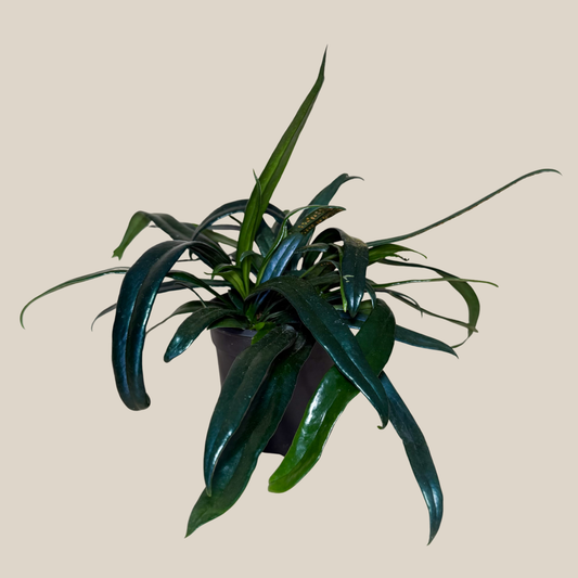 Blue Oil Fern (Microsorum Thailandicum) - 4 Inch Indoor Houseplant -Ship Only