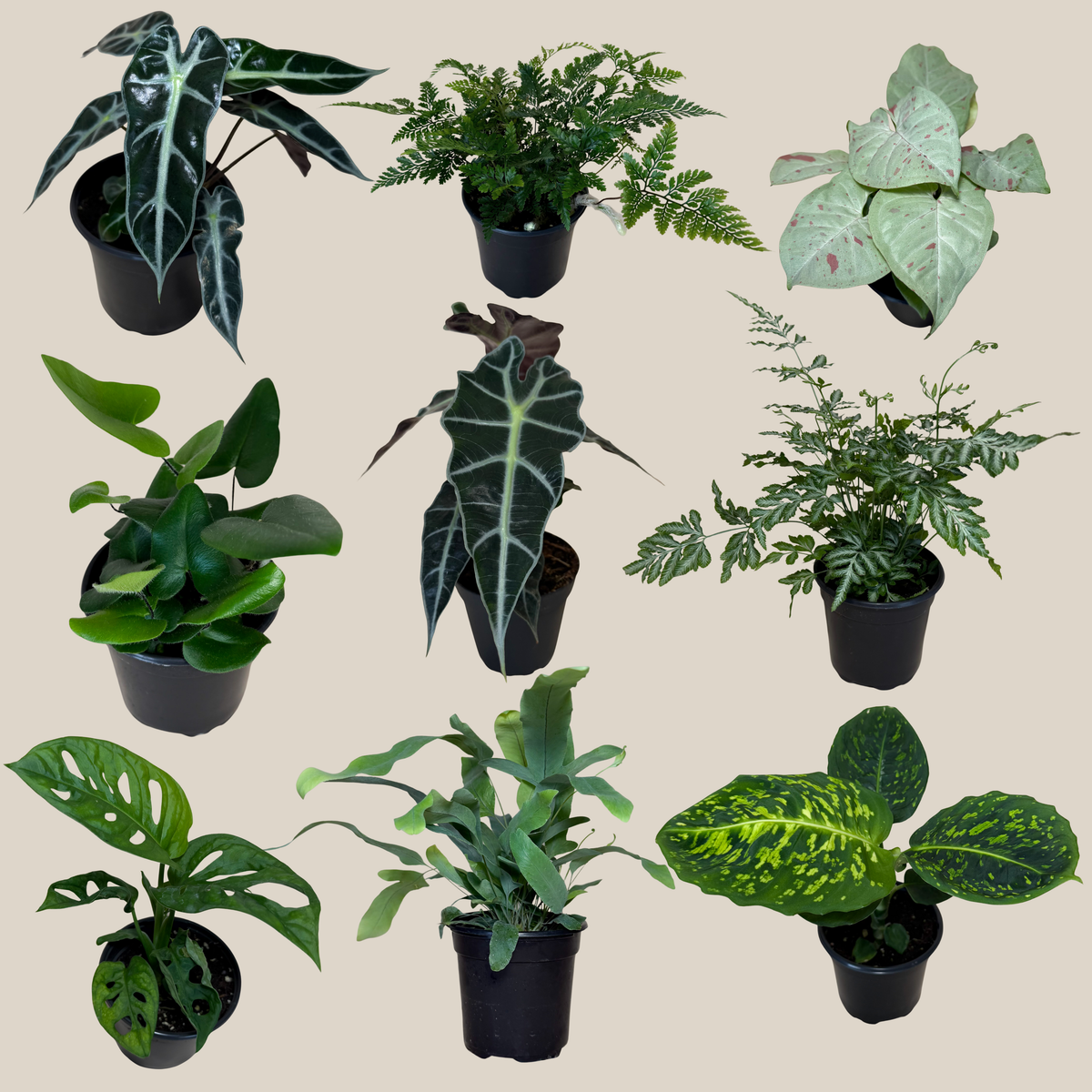 Fern & Foliage Mystery Houseplant 4 Pack - 4 Inch Indoor Houseplants -Ship Only