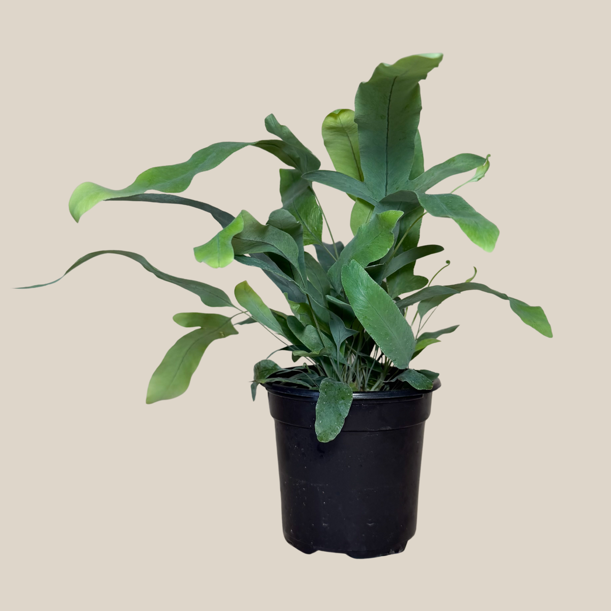 Blue Star Footed Fern (Phlebodium Aureum 'Blue Star') - 4 Inch Indoor Houseplant -Ship Only