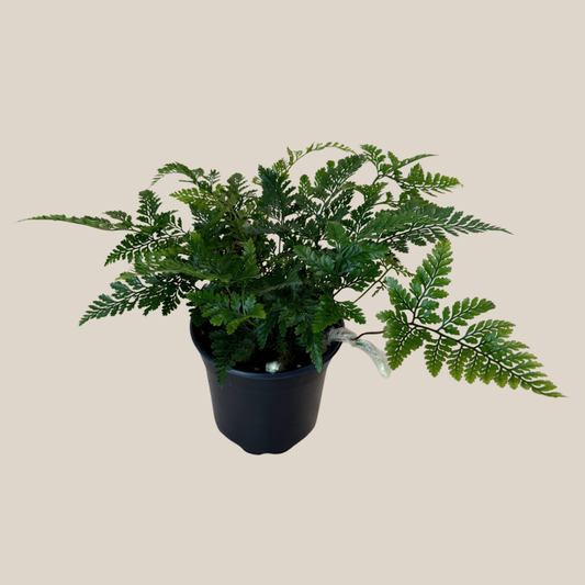 Rabbits Foot Footed Fern (Davallia Fejeensis) - 4 Inch Indoor Houseplant -Ship Only
