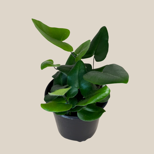 Heart Fern (Hemionitis Arifolia) - 4 Inch Indoor Houseplant -Ship Only