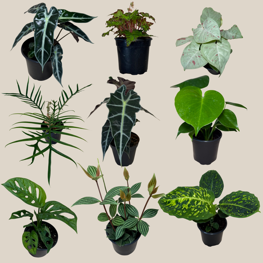 Mystery Foliage 2 Pack - 4 Inch Indoor Houseplants -Ship Only