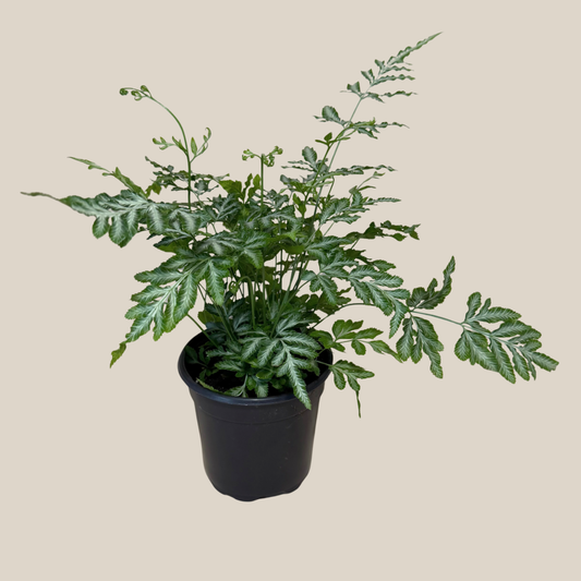 Silver Lace Fern (Pteris Ensiformis 'Evergemiensis') - 4 Inch Indoor Houseplant -Ship Only