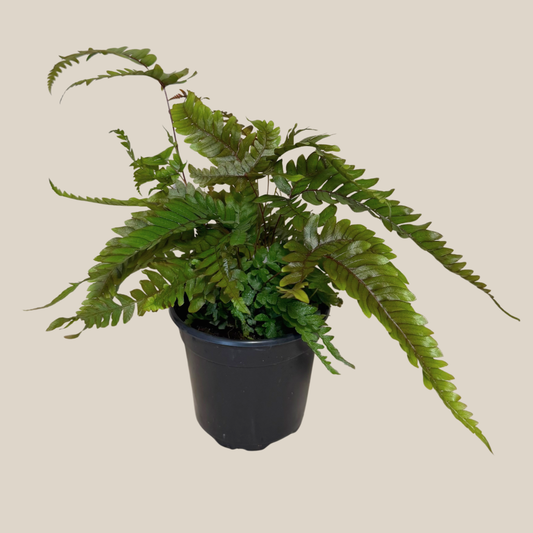 Tri-Color Fern (Pteris Quadriaurita 'Tricolor') - 4 Inch Indoor Houseplant -Ship Only