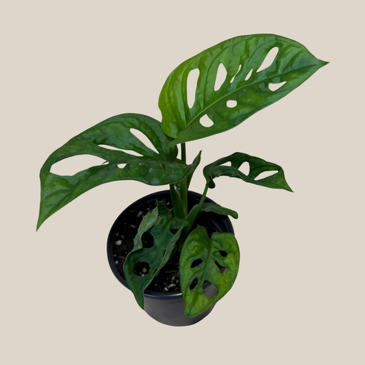 Swiss Cheese Plant (Monstera Adansonii 'Wide Form') - 4 Inch Indoor Houseplant -Ship Only