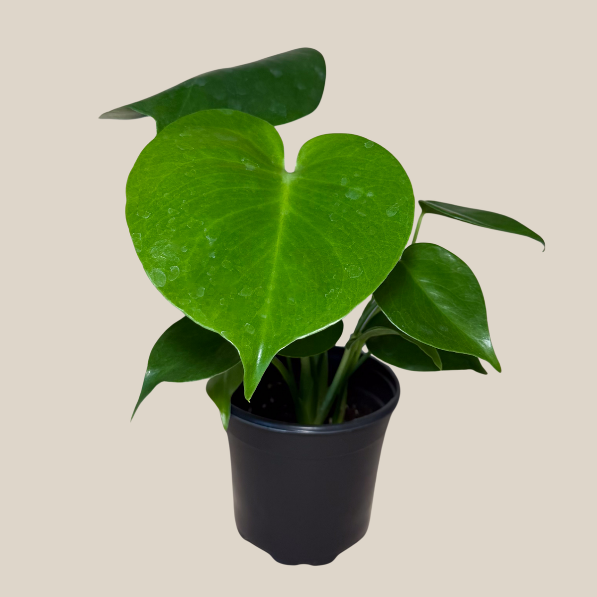 Monstera Deliciosa - 4 Inch Indoor Houseplant -Ship Only