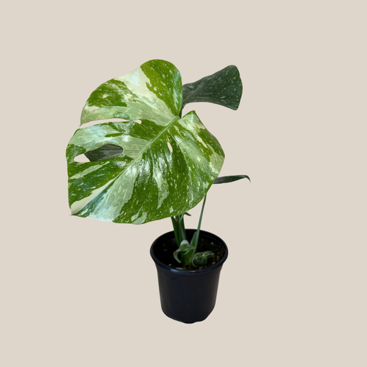Monstera Thai Constellation (Monstera Deliciosa 'Thai Constellation') - 4 Inch Indoor Houseplant -Ship Only