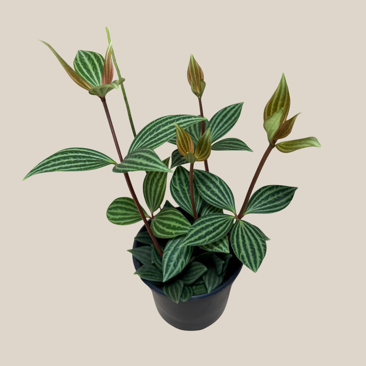 Peperomia Stilt (Peperomia Puteolata) - 4 Inch Indoor Houseplant -Ship Only
