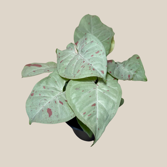 Syngonium Milk Confetti (Syngonium Podophyllum 'Milk Confetti') - 4 Inch Indoor Houseplant -Ship Only