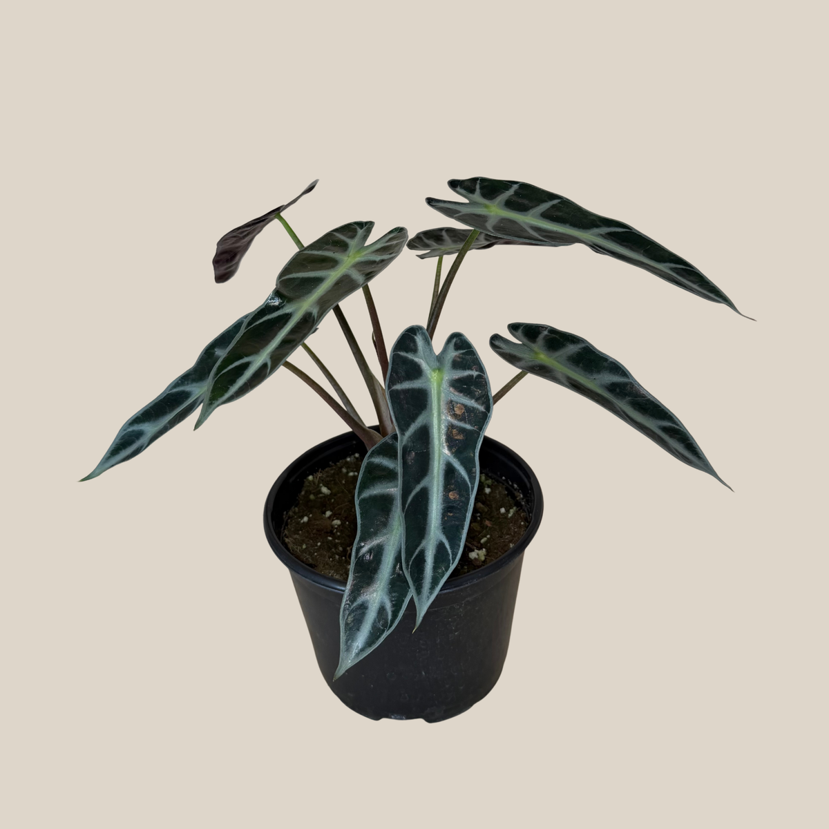 Alocasia Bambino (Alocasia Amazonica 'Bambino') - 6 Inch Indoor Houseplant -Ship Only