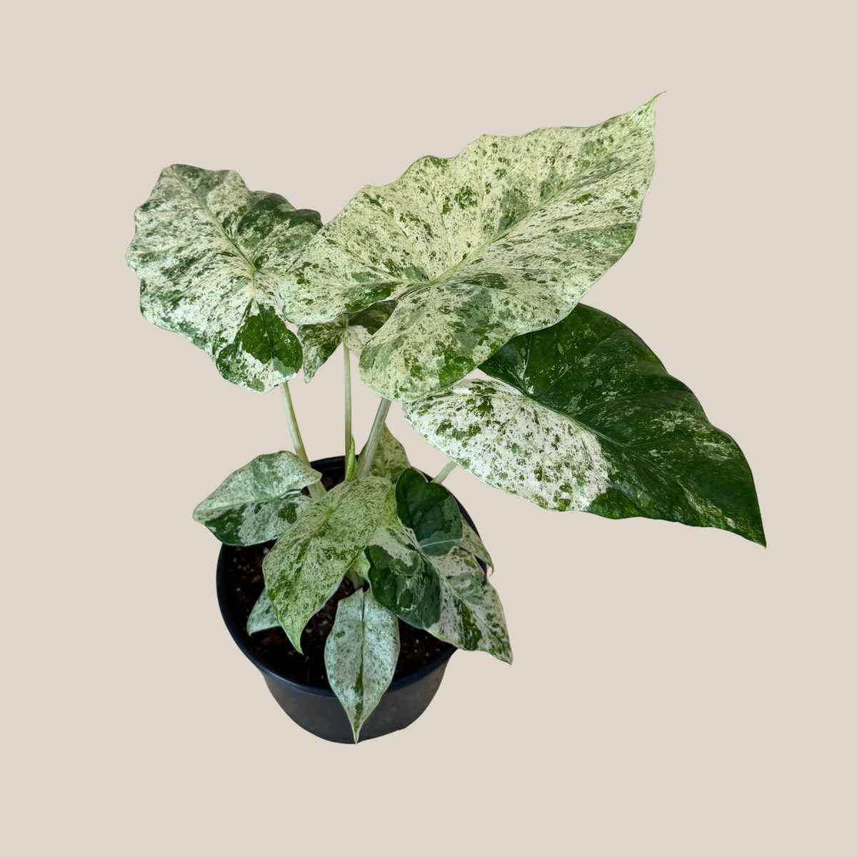 Alocasia Blizzard (Alocasia Odora 'Batik Blizzard') - 6 Inch Indoor Houseplant -Ship Only