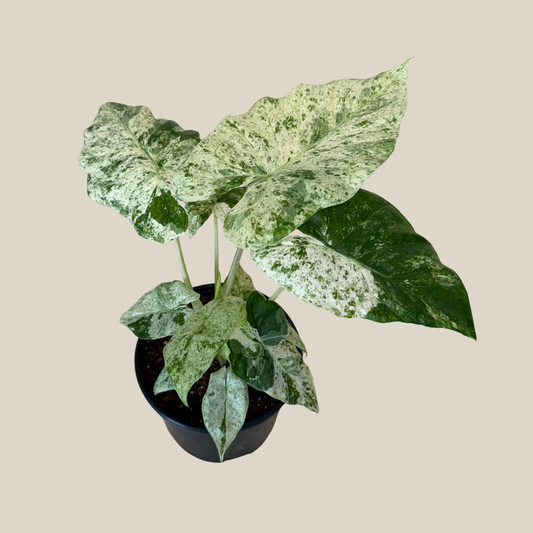 Alocasia Blizzard (Alocasia Odora 'Batik Blizzard') - 6 Inch Indoor Houseplant -Ship Only
