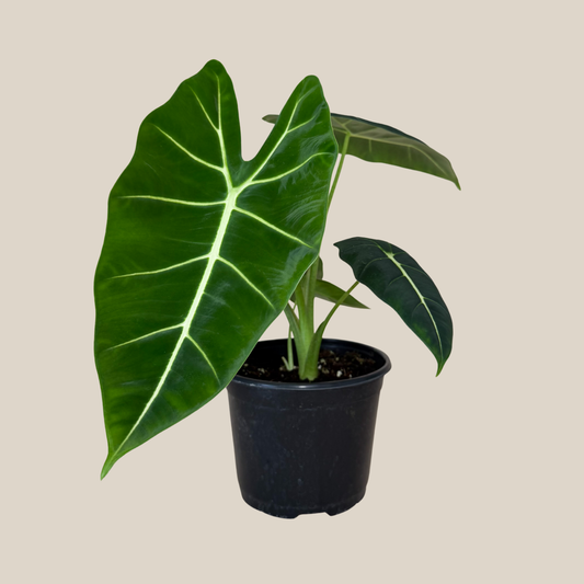 Alocasia Frydek (Alocasia Micholitziana 'Frydek') - 6 Inch Indoor Houseplant -Ship Only