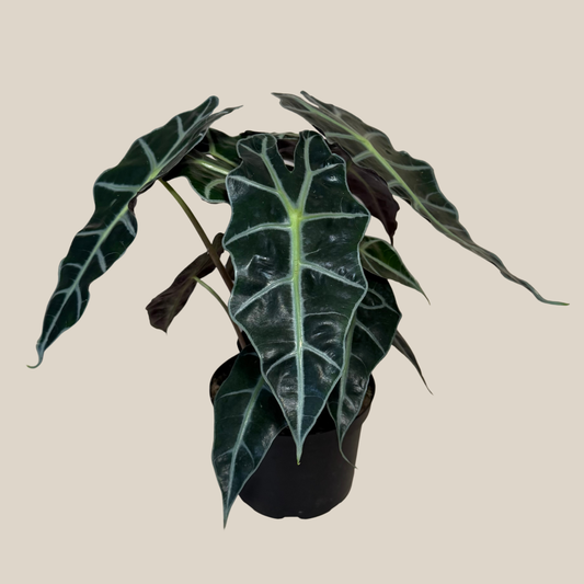 Alocasia Polly (Alocasia x Amazonica 'Polly') - 6 Inch Indoor Houseplant -Ship Only