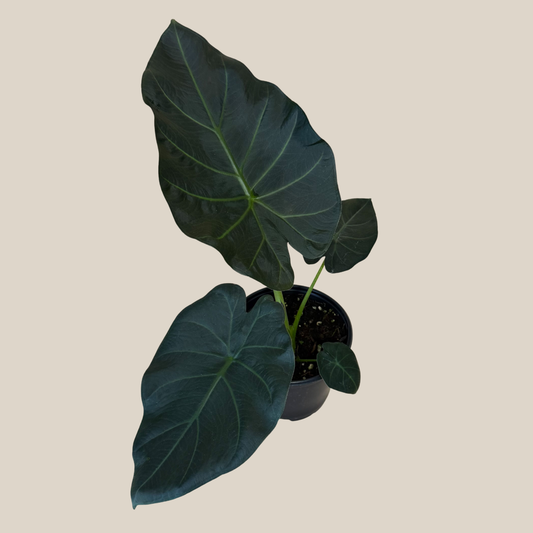 Alocasia Regal Shield (Alocasia Odora x Alocasia Reginula) - 6 Inch Indoor Houseplant -Ship Only