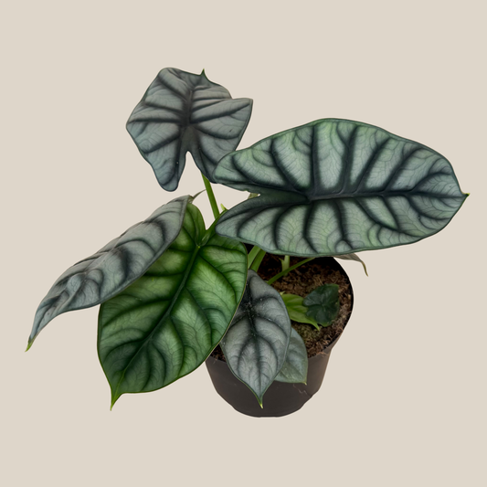 Alocasia Silver Dragon (Alocasia Baginda 'Silver Dragon') - 6 Inch Indoor Houseplant -Ship Only