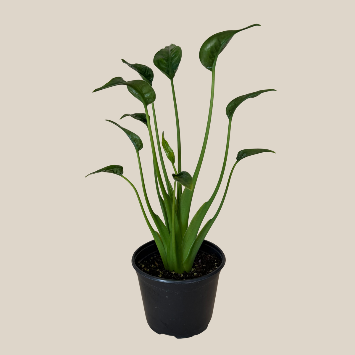 Alocasia Tiny Dancer (Alocasia Brisbanensis x Alocasia Odora 'Tiny Dancer') - 6 Inch Indoor Houseplant -Ship Only