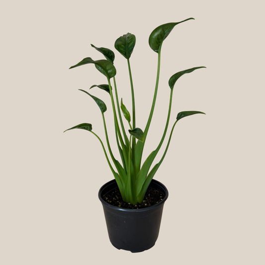 Alocasia Tiny Dancer (Alocasia Brisbanensis x Alocasia Odora 'Tiny Dancer') - 6 Inch Indoor Houseplant -Ship Only
