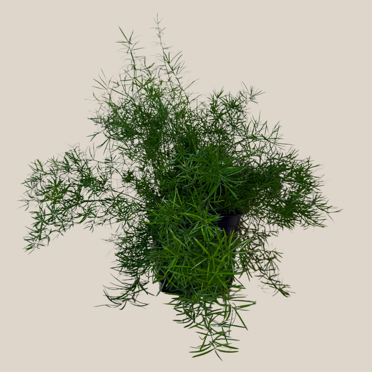 Sprenger's Asparagus Fern (Asparagus Sprengerii) - 6 Inch Indoor Houseplant -Ship Only