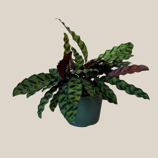 Calathea Rattlesnake (Calathea Lancifolia Goeppertia Insignis) - 6 Inch Indoor Houseplant -Ship Only