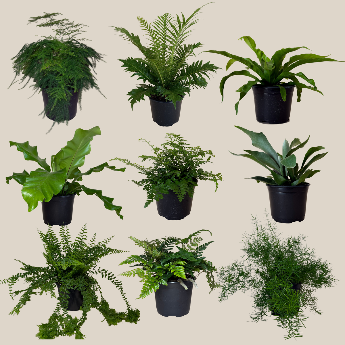 Mystery Ferns 2 Pack - 6 Inch Indoor Houseplants -Ship Only