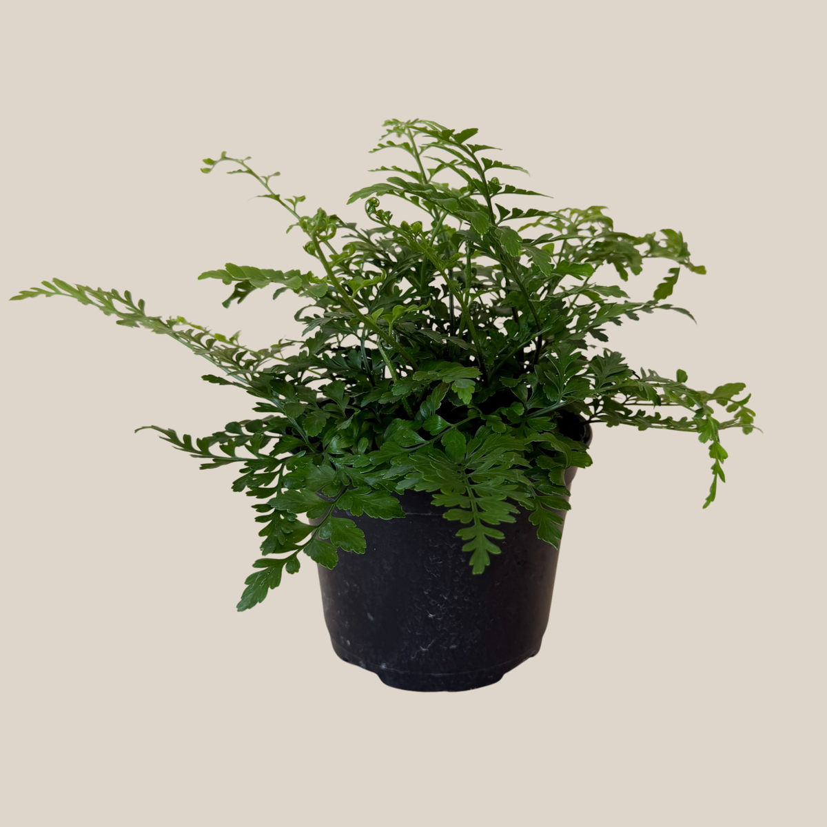 Austral Gem Fern (Doryopteris Cordata) - 6 Inch Indoor Houseplant -Ship Only